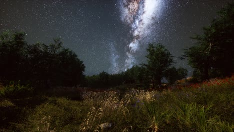 Green-Trees-Woods-In-Park-Under-Night-Starry-Sky