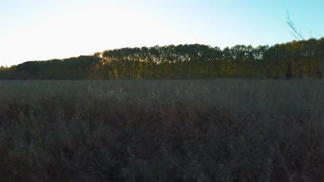 View-from-a-moving-car-of-fields-full-of-vegetation,-from-where-you-can-see-the-sun-rising-behind-a-forest-of-trees-early-in-the-morning