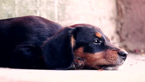 dachshund puppy