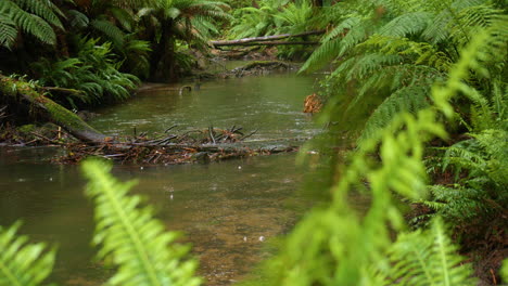 creek in lush green forest during steady rainfall