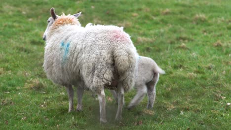 lamb following mother sheep in a grass field on a farm