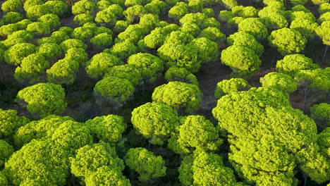 Vista-Aérea-Sobre-El-Denso-Bosque-De-Pinos-De-Parasol-De-El-Rompido