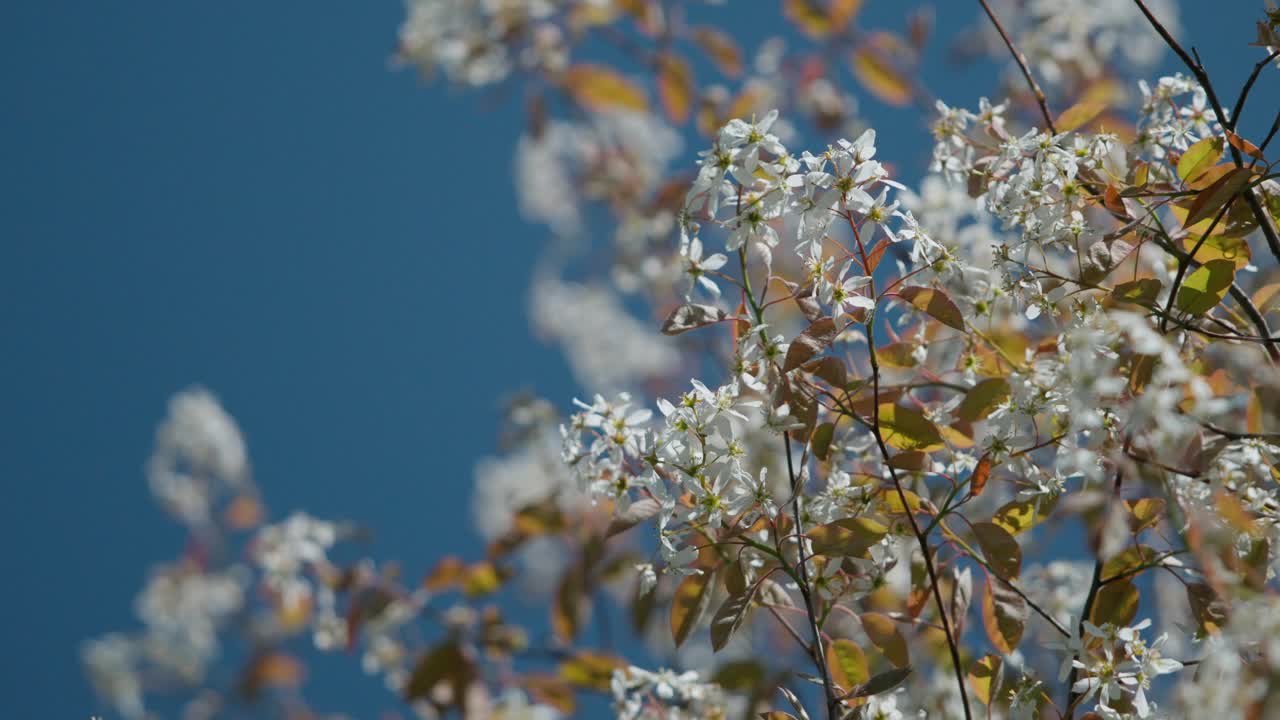 Close-up of white flowers blooming on tree branches moving gently in the breeze with a clear blue sky in the background