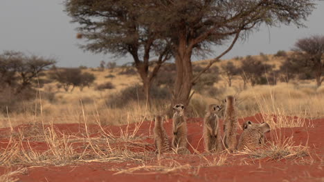 a kalahari landscape with a meerkat family basking in the sun and standing upright