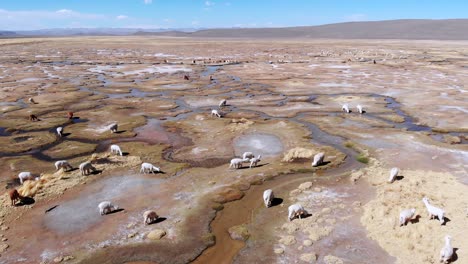 alpaca's grazing grass fields, close to arequipa, peru, slowly moving aerial drone shot