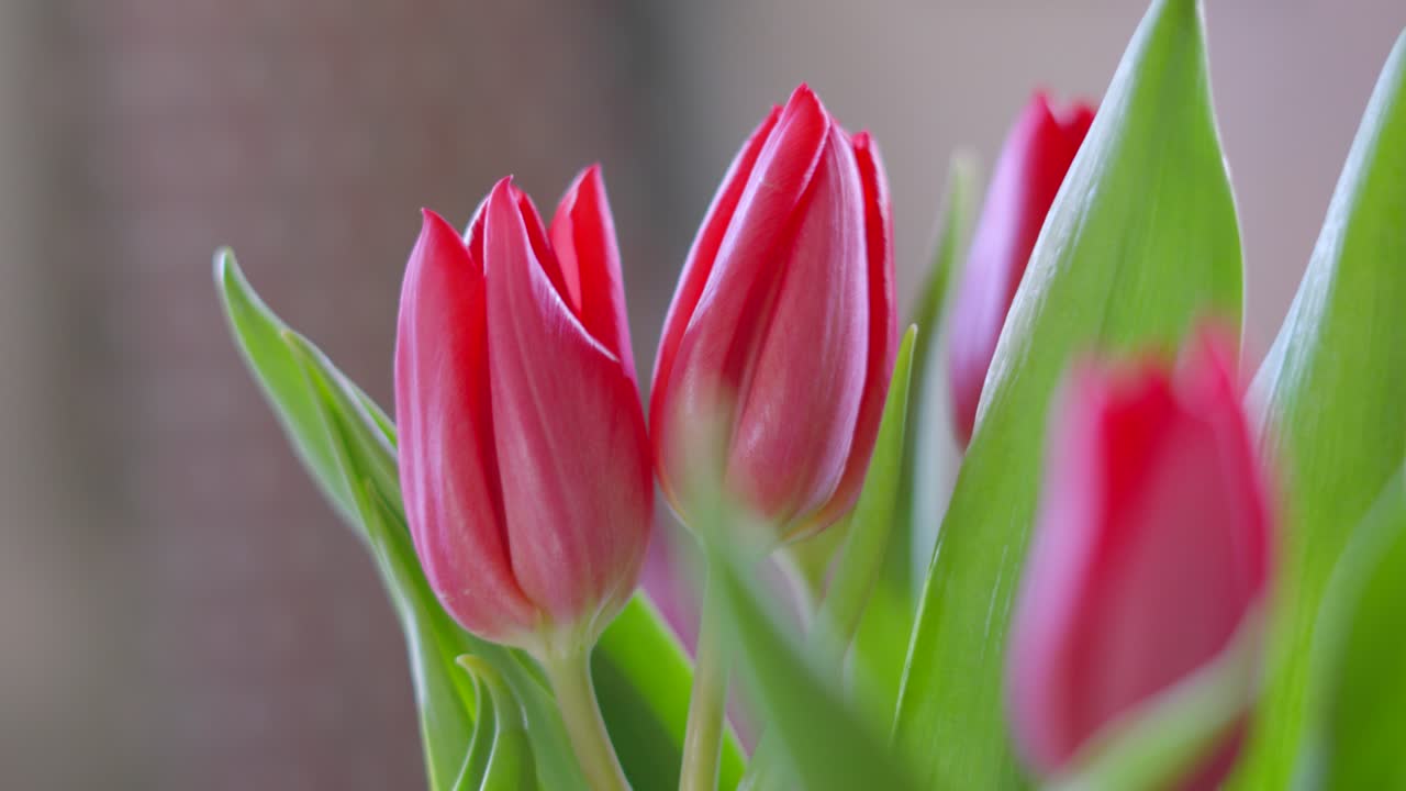 Pretty Tulip Plant Flowers Indoors with Natural Lighting with Camera Rotating in Slow Motion and Shallow DOF.