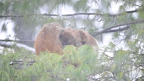 Mother-and-babies-of-Rhesus-macaque-monkey-in-Snow-Fall