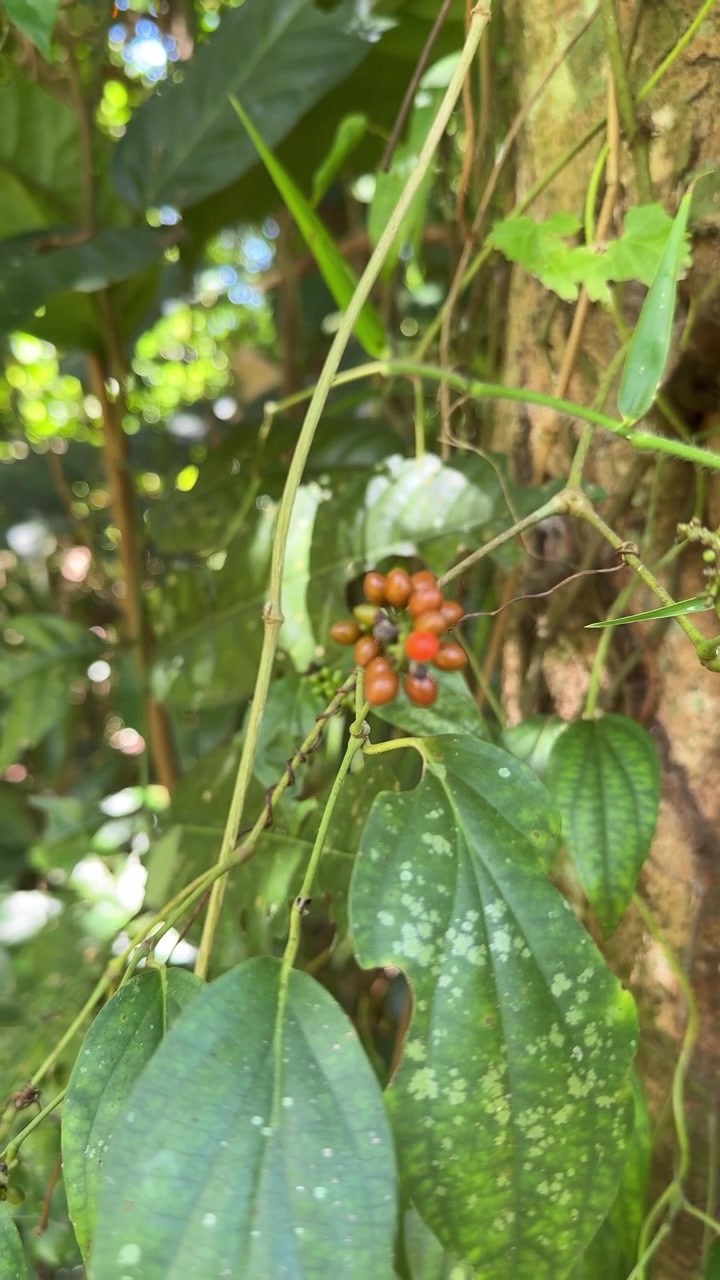 Primo piano di grani di pepe maturi che crescono su una vite nella foresta