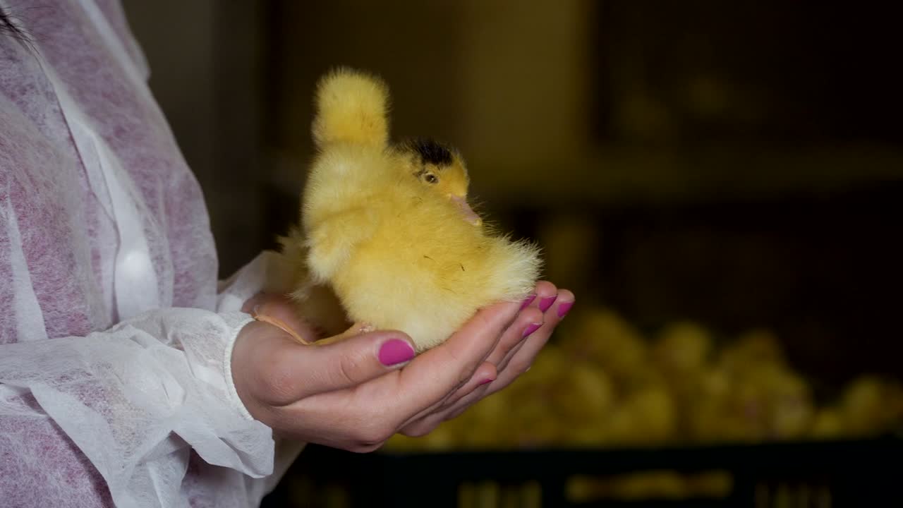 여자 손에 있는 귀여운 작은 오리