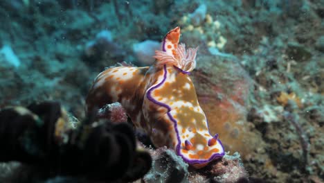 바다 표면 아래 깊은 산호초에 앉아있는 큰 활기찬 다채로운 해양 nudibranch