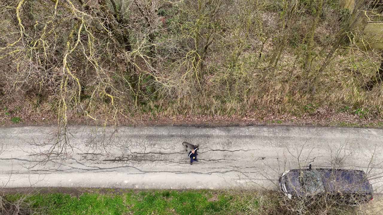 A drone follow shot in Martani captures a man walking a grey female Great Dane along a cracked rural road, her tall frame and smooth gait creating a striking silhouette against the leafless forest