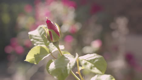 un solo capullo de rosa se sacude con una ligera brisa a través de un jardín de flores