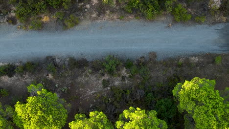 Vista-De-Arriba-Hacia-Abajo-Del-Camino-De-Tierra-En-El-Bosque-De-Pinos-Paraguas-Cerca-De-El-Rompido,-España---Disparo-De-Drones