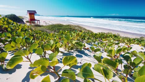 brazilian coastline. sandy dunes and beach with green plants near the town of campeche in brazil