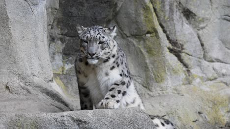 Slow-motion-shot-of-wild-Snow-Leopard-in-rocky-mountains-finding-place-to-relax,-tracking-shot