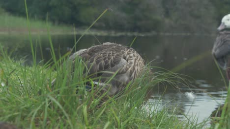 Pato-Mallard-Joven-Estirándose-Y-Acicalándose-A-Orillas-Del-Río-En-Verano