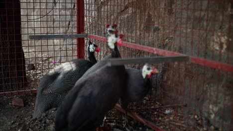 ¿son los pavos realmente los animales más tontos?