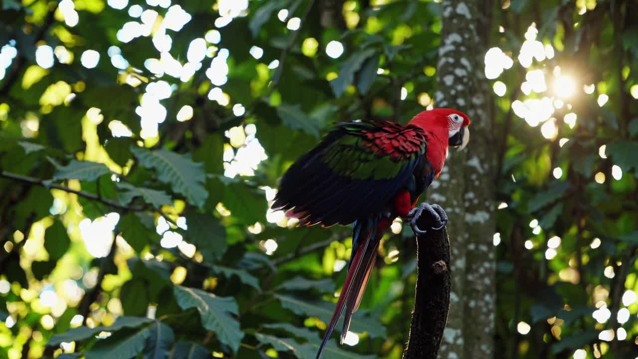 Vibrant parrot perched on a branch in a lush forest, captured from a side angle