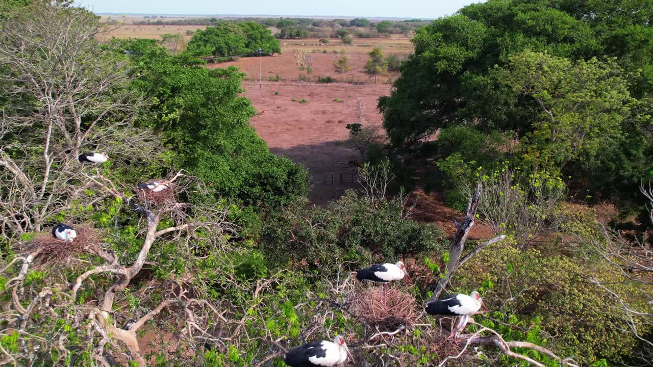 Black-winged stilt live in flocks. Members stay close, and mating pairs arrange their nests in proximity to other pairs in the same tree