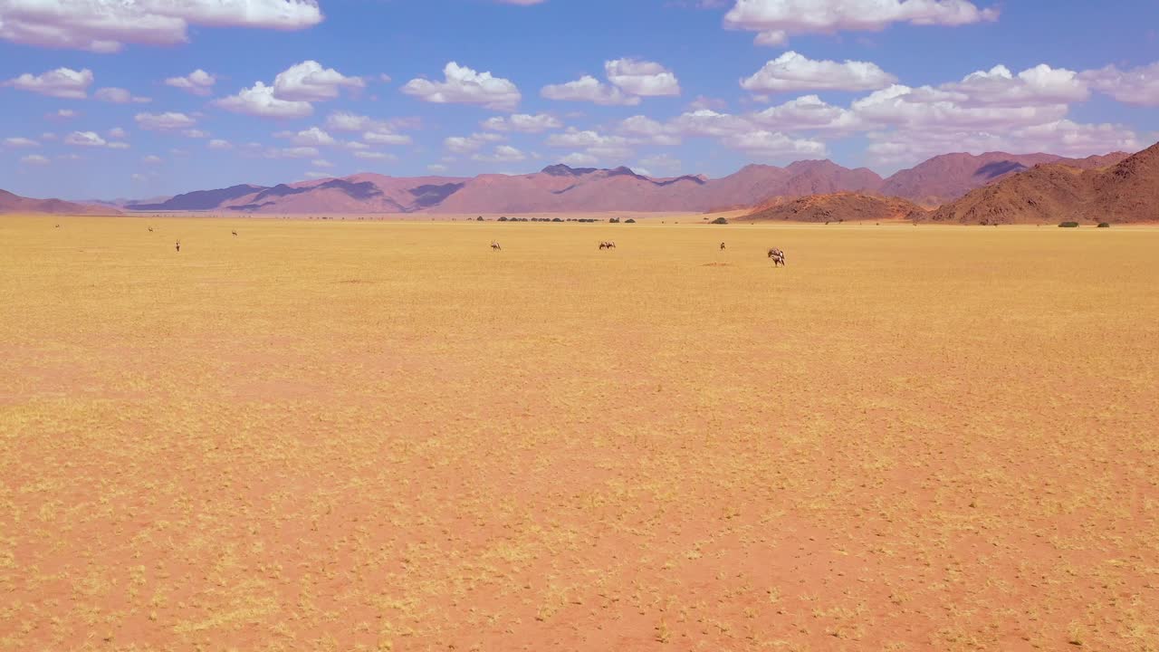 antena sobre enormes manadas de antílopes oryx caminando por la sabana vacía y las llanuras de áfrica cerca del desierto de namib namibia