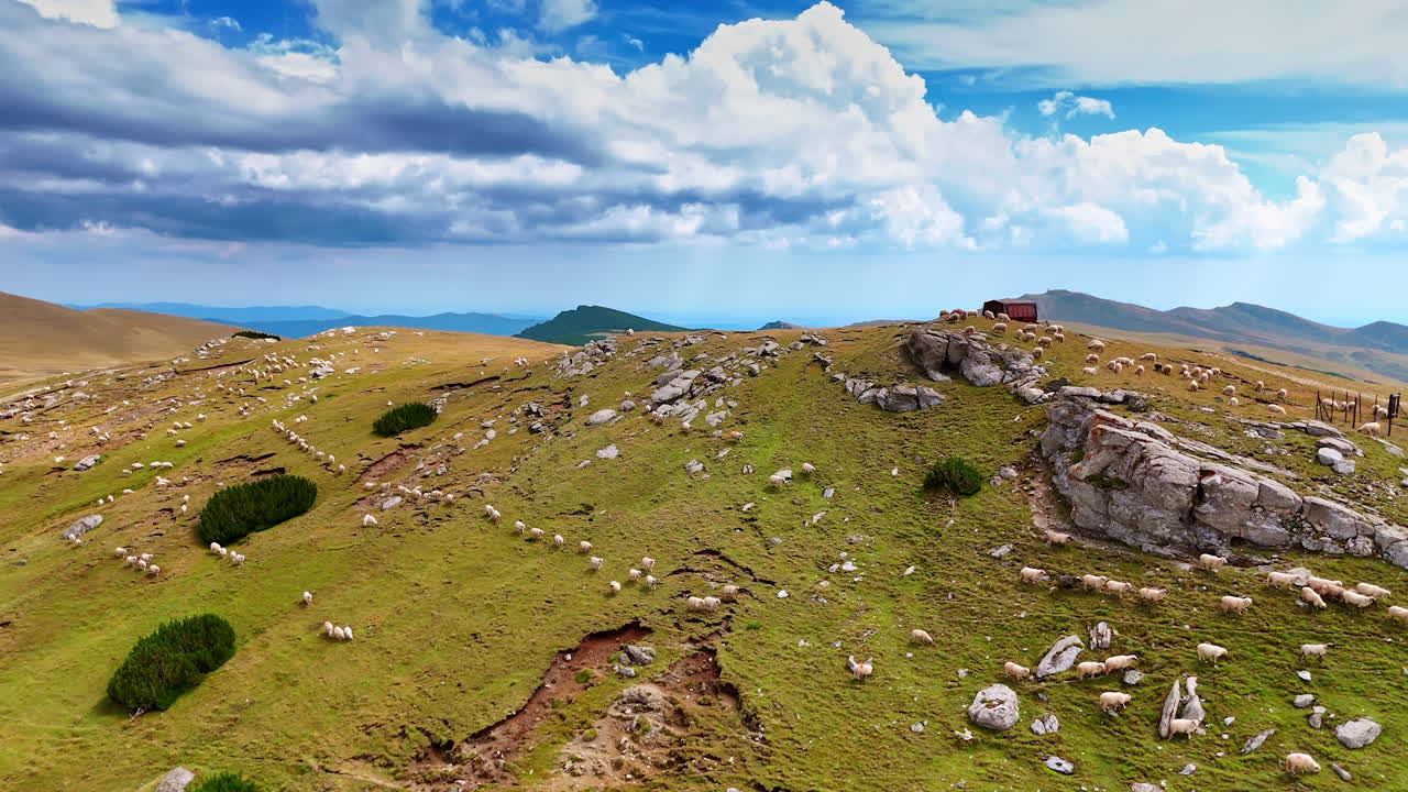 Amazing scenery of the mountains and beautiful azure sky with fluffy cloudscape. Approaching multiple white sheep walking by the slopes. Aerial view