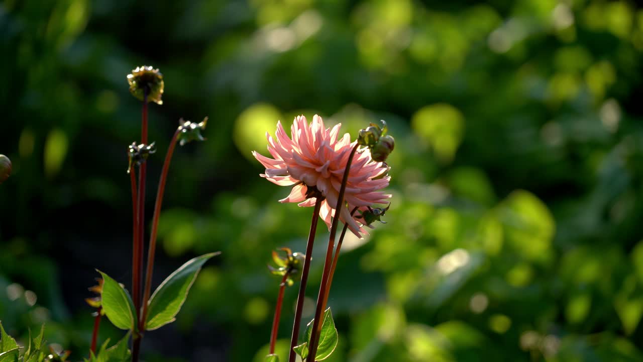 A pink flower in full bloom in a beautiful garden at sunset in the summertime in Sweden.
