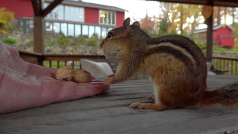 Close-up-of-hand-feeding-peanuts-to-a-cute-chipmunk