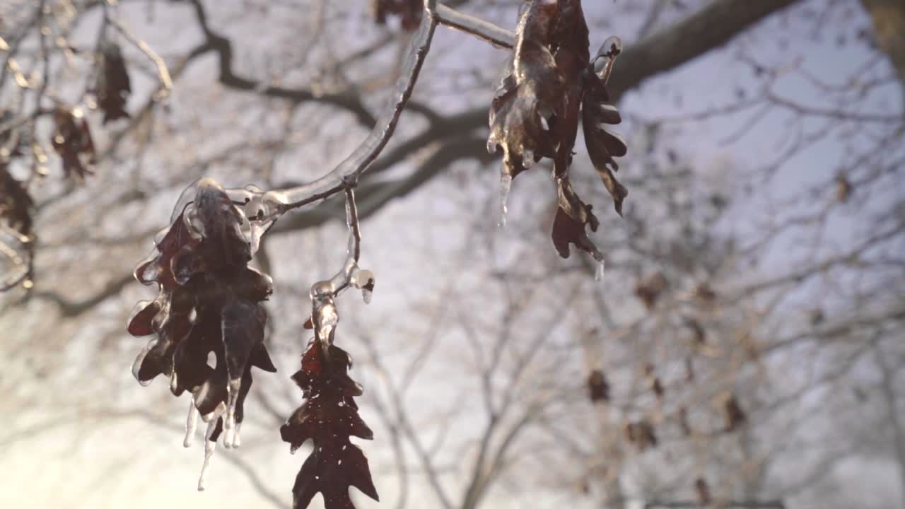 A cold January morning along with some winter precipitation and a bright sunrise make for some interesting details.