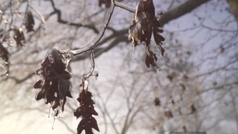 a cold january morning along with some winter precipitation and a bright sunrise make for some interesting details.