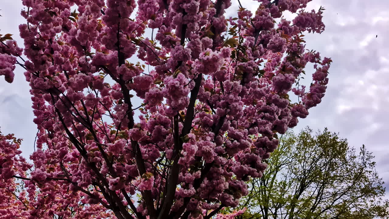 Cherry Blossoms Bloom Beautifully in Riga, Latvia - Close Up