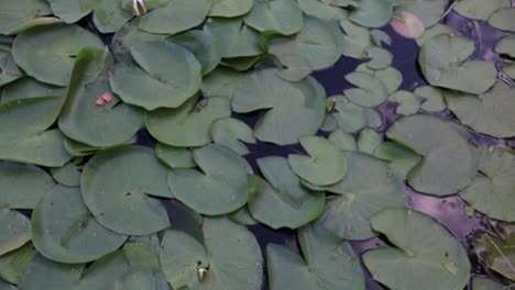 camera is moving above the water lilies in the pond