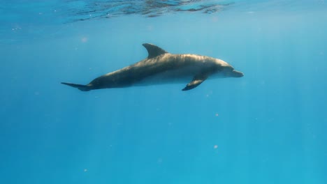 Un-Delfín-Navegando-Por-El-Mar-Azul---Toma-Submarina