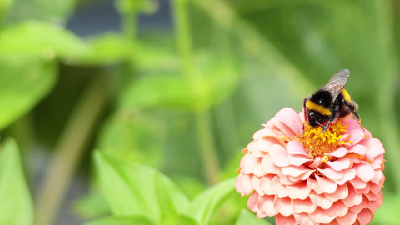 A bumblebee gathers nectar from a vibrant pink zinnia amid lush green foliage.