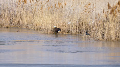 Zooming-in-on-a-bald-eagle-eating-a-freshly-caught-fish