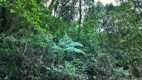 fotografía en cámara lenta del frondoso follaje en el bosque de laurel en la isla de madeira