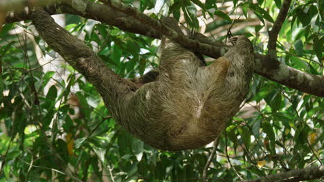 wild sloth captured in a moment of stillness within lush forest surroundings.