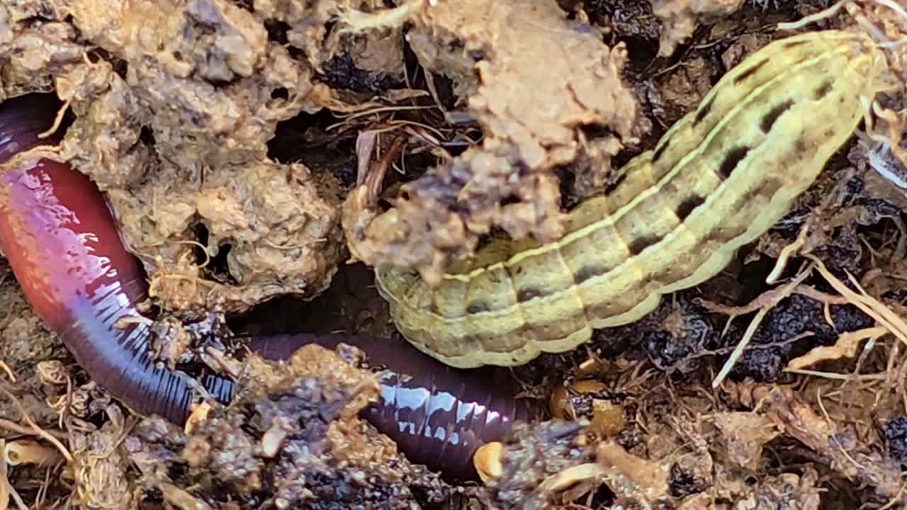 Top view macro of caterpillar moving near earthworm in soil