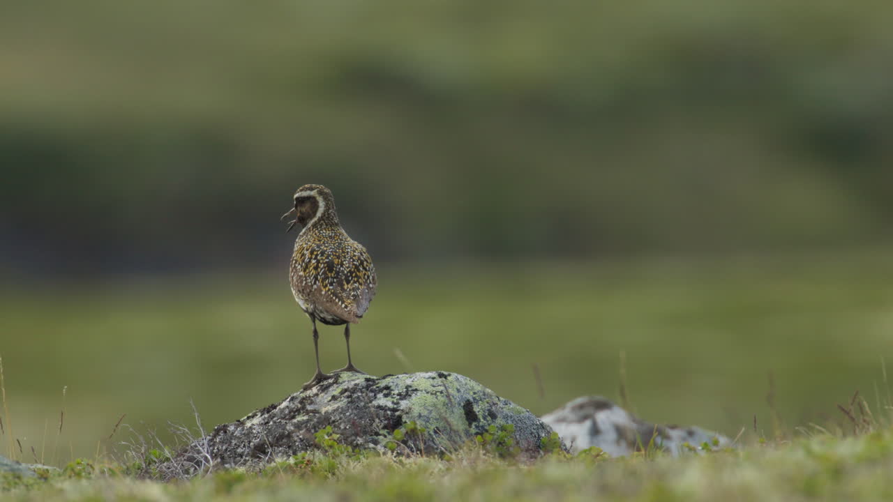 Close-up of European Golden Plover Pluvialis apricaria on Dovrefjell Norway