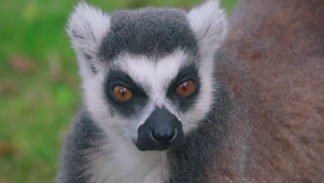 close-up portrait shot of ringtail lemur looking around in a natural park