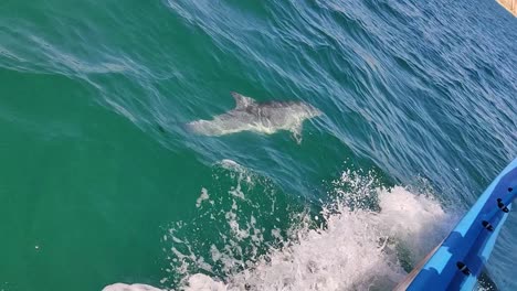 wild dolphin side by side with a boat