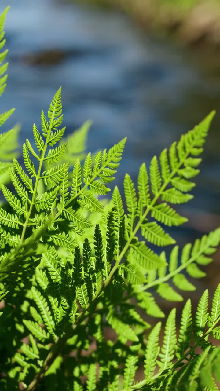 Close-up of Fresh Fern Leaves by a Stream