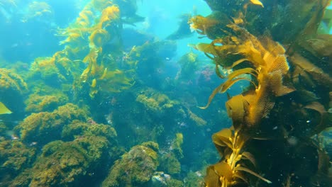 a bewitching and enigmatic kelp forest contains the wealth of marine life