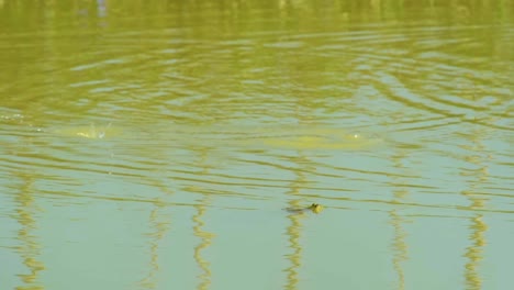 Drei-Frösche-Schwimmen-Gemächlich-In-Einem-Ruhigen-Teich-Mit-Sanften-Wasserwellen,-Die-Das-Sonnenlicht-Reflektieren