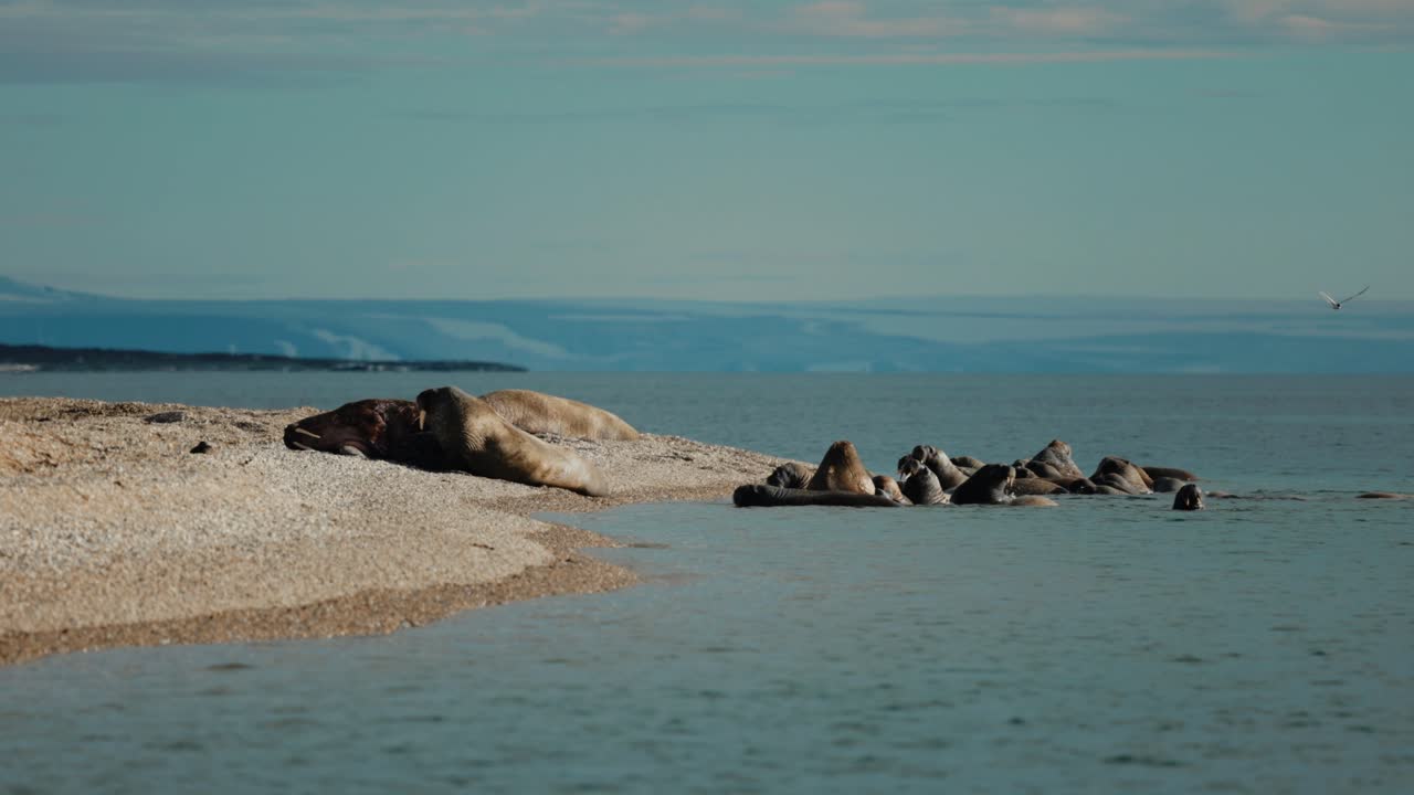 Ryhmä mursuja lepäämässä arktisella rannalla Huippuvuorten rannikkomaisemassa.