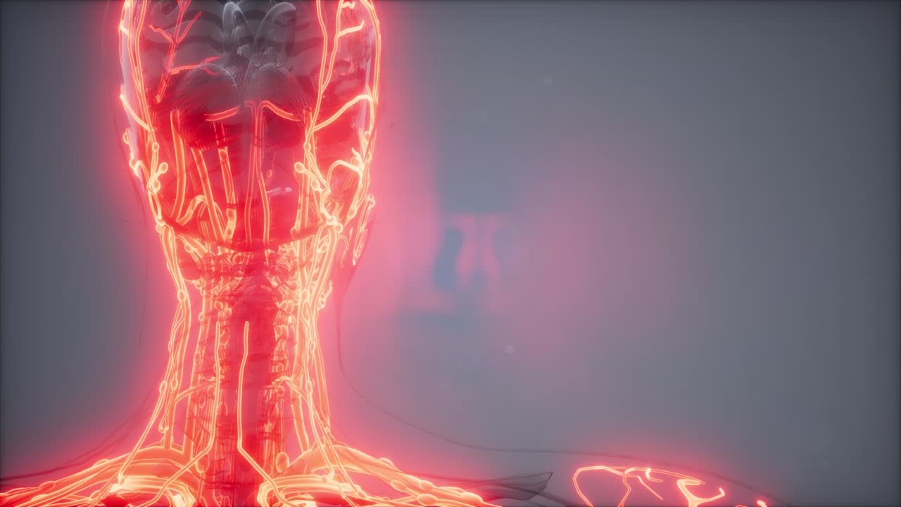 vasos sanguíneos del cuerpo humano