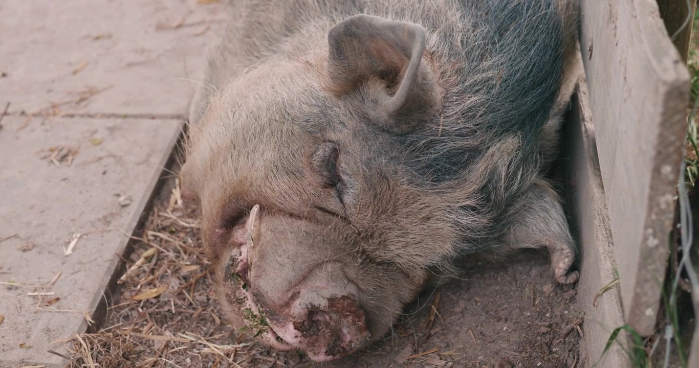 Porco dormindo, vista aproximada da cabeça, animal de criação em fazenda.