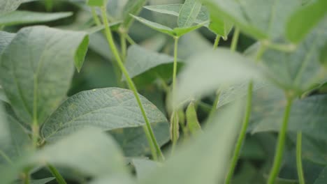 soy beans crops with raw soybeans hanging