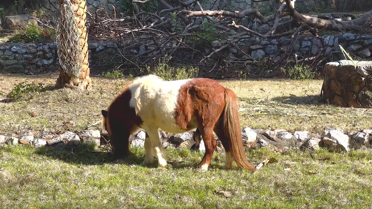 Small horse grazing in a park