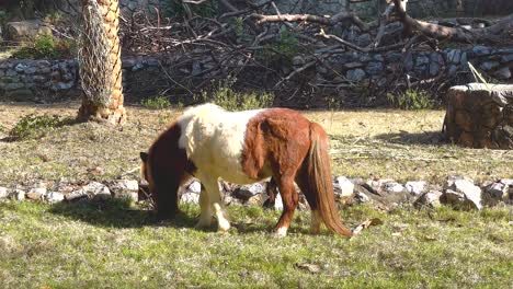 small horse grazing in a park