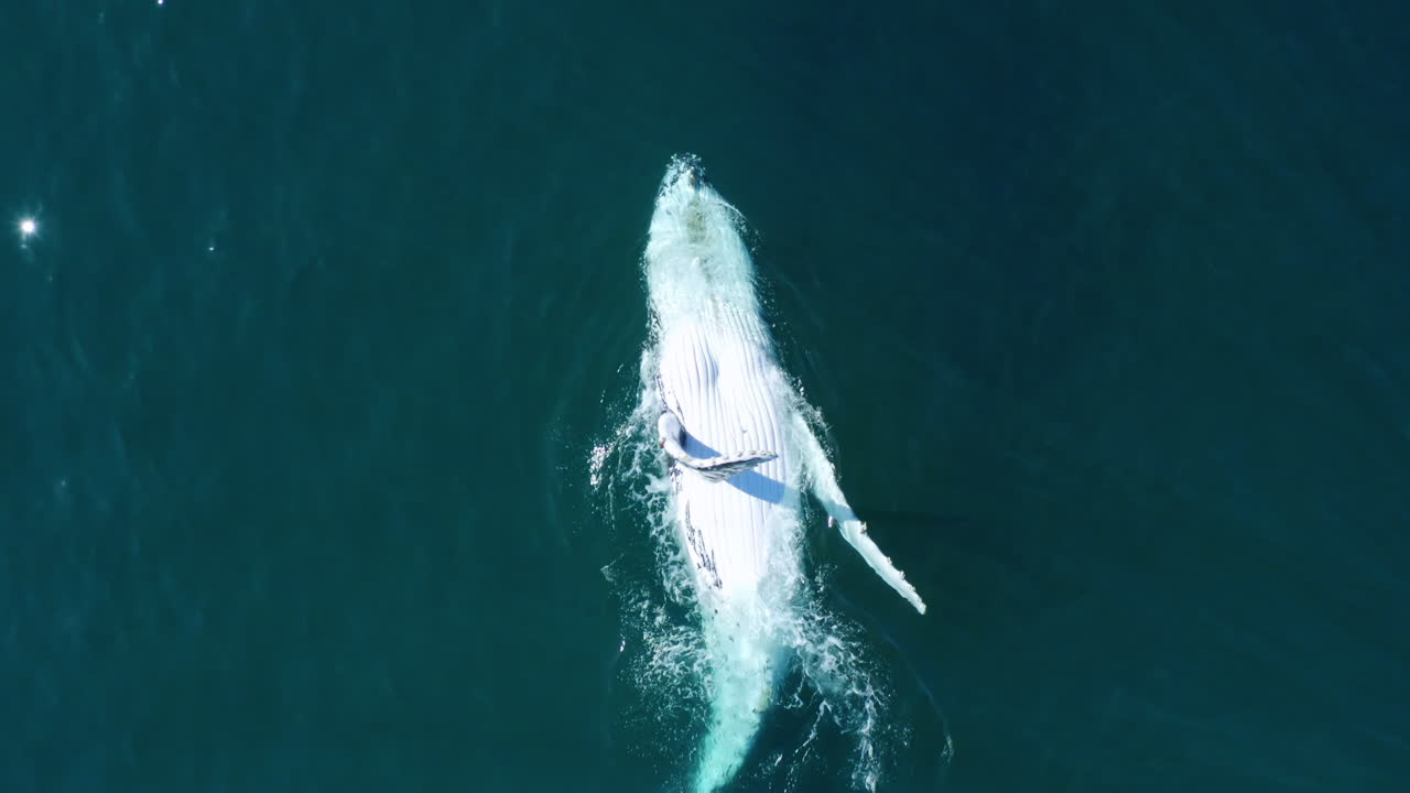 크고 친근한 혹등고래가 바다 표면에 굴러다니고 물보라를 일으키고 드론 샷을 닫습니다